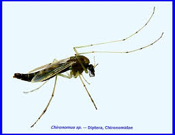 Attēlu rezultāti vaicājumam “Chironomidae”