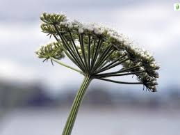 Attēlu rezultāti vaicājumam “Selinum carvifolia fruit”