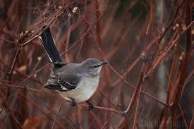 Image result for Mimus polyglottos