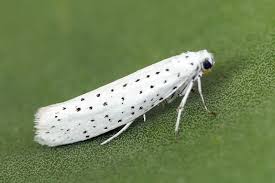 Attēlu rezultāti vaicājumam “Yponomeuta evonymella imago”