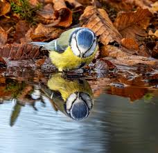 Image result for Cyanistes caeruleus