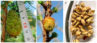 Attēlu rezultāti vaicājumam “Larix sibirica”