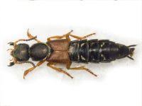 Attēlu rezultāti vaicājumam “Platydracus fulvipes”