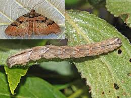 Attēlu rezultāti vaicājumam “Catarhoe rubidata”