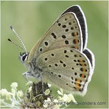 Attēlu rezultāti vaicājumam “Lycaena tityrus”