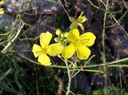 Image result for Diplotaxis tenuifolia