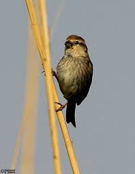 Image result for Emberiza pusilla