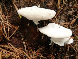 Attēlu rezultāti vaicājumam “Postia stiptica”