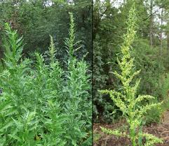 Image result for Chenopodium ambrosioides