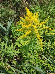 Attēlu rezultāti vaicājumam “Solidago canadensis fruit”