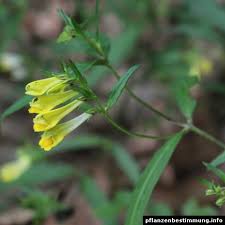 Attēlu rezultāti vaicājumam “Melampyrum pratense leaf”