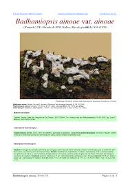 Attēlu rezultāti vaicājumam “Badhamiopsis macrospora”