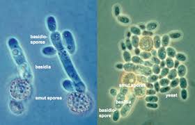 Attēlu rezultāti vaicājumam “Ochropsora ariae spores”