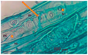Attēlu rezultāti vaicājumam “Phlebiopsis gigantea”