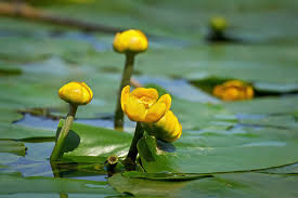 Attēlu rezultāti vaicājumam “Nuphar lutea flower”