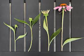 Attēlu rezultāti vaicājumam “Echinacea purpurea bud”