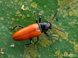 Attēlu rezultāti vaicājumam “Erotylidae”