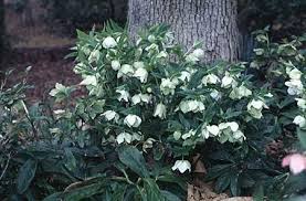 Attēlu rezultāti vaicājumam “Helleborus niger flower”