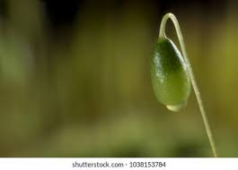 Attēlu rezultāti vaicājumam “Tortula muralis sporophyte”