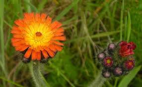 Attēlu rezultāti vaicājumam “Pilosella aurantiaca”