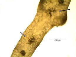 Attēlu rezultāti vaicājumam “Lemanea fluviatilis”