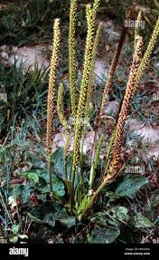 Attēlu rezultāti vaicājumam “Plantaginaceae”