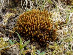 Attēlu rezultāti vaicājumam “Bryum pseudotriquetrum”