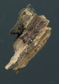 Attēlu rezultāti vaicājumam “Arthonia spadicea”