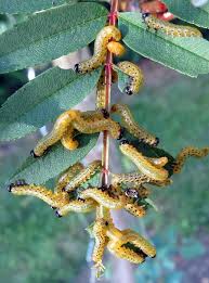Attēlu rezultāti vaicājumam “Pristiphora maesta larva”