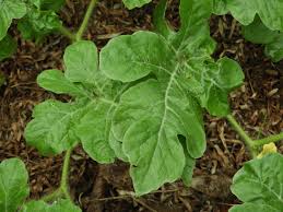 Attēlu rezultāti vaicājumam “Citrullus lanatus”