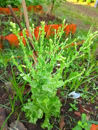 Attēlu rezultāti vaicājumam “Lactuca sativa flower”