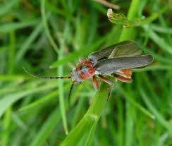 Attēlu rezultāti vaicājumam “Cantharis rustica imago”