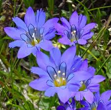 Attēlu rezultāti vaicājumam “Gentianaceae”