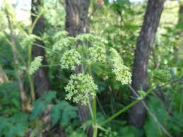 Attēlu rezultāti vaicājumam “Heracleum sphondylium subsp. sibiricum”