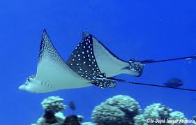 Image result for Aetobatus ocellatus