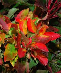 Attēlu rezultāti vaicājumam “Enkianthus chinensis leaf”