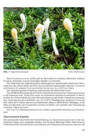 Attēlu rezultāti vaicājumam “Podostroma leucopus”