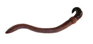 Attēlu rezultāti vaicājumam “Lumbricus terrestris”