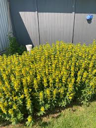 Attēlu rezultāti vaicājumam “Lysimachia punctata flower”