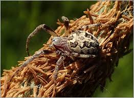 Attēlu rezultāti vaicājumam “Larinioides cornutus”