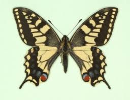 Attēlu rezultāti vaicājumam “Papilio machaon upperside”