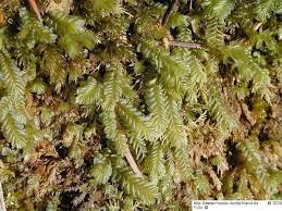 Attēlu rezultāti vaicājumam “Plagiochila porelloides”