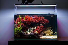 Attēlu rezultāti vaicājumam “Pogonatum dentatum macro”