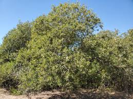 Attēlu rezultāti vaicājumam “Salix”