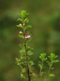 Image result for Euphrasia stricta