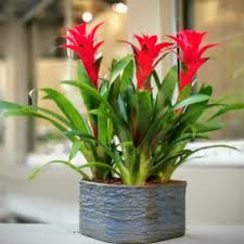 Картинки по запросу гусмания