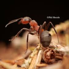 Attēlu rezultāti vaicājumam “Formica rufa”