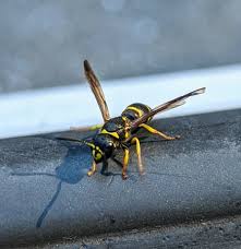 Attēlu rezultāti vaicājumam “Ancistrocerus sp.”