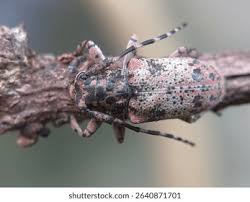 Attēlu rezultāti vaicājumam “Cerambycidae”