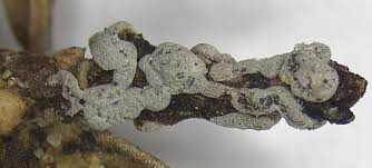 Attēlu rezultāti vaicājumam “Didymium tussilaginis sessile”